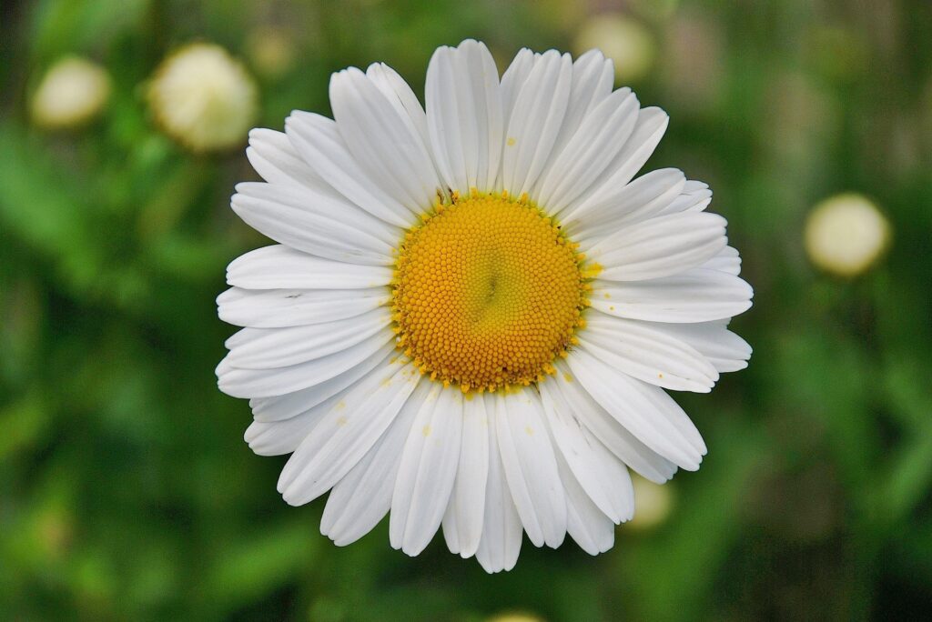 Marguerit